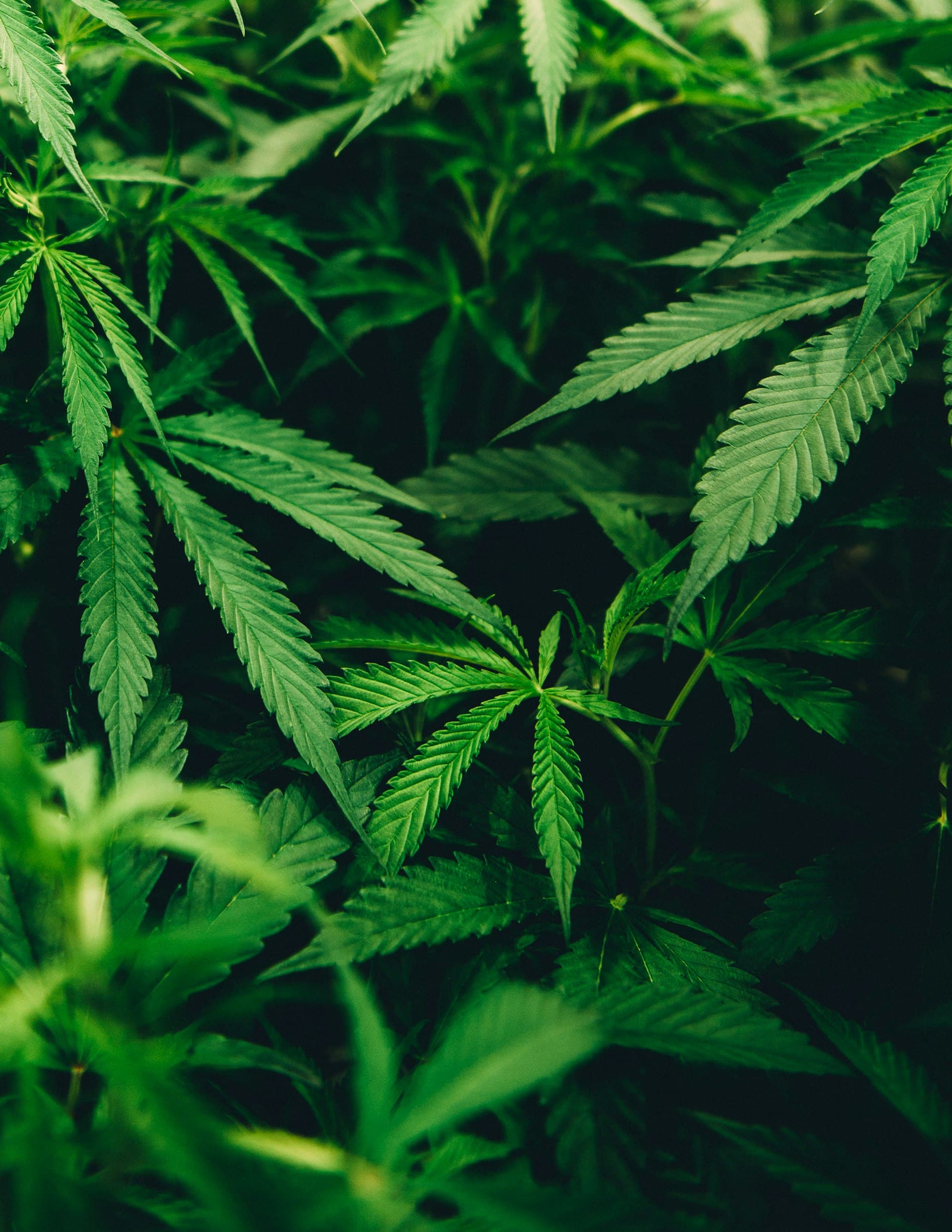 Close-up of green cannabis leaves