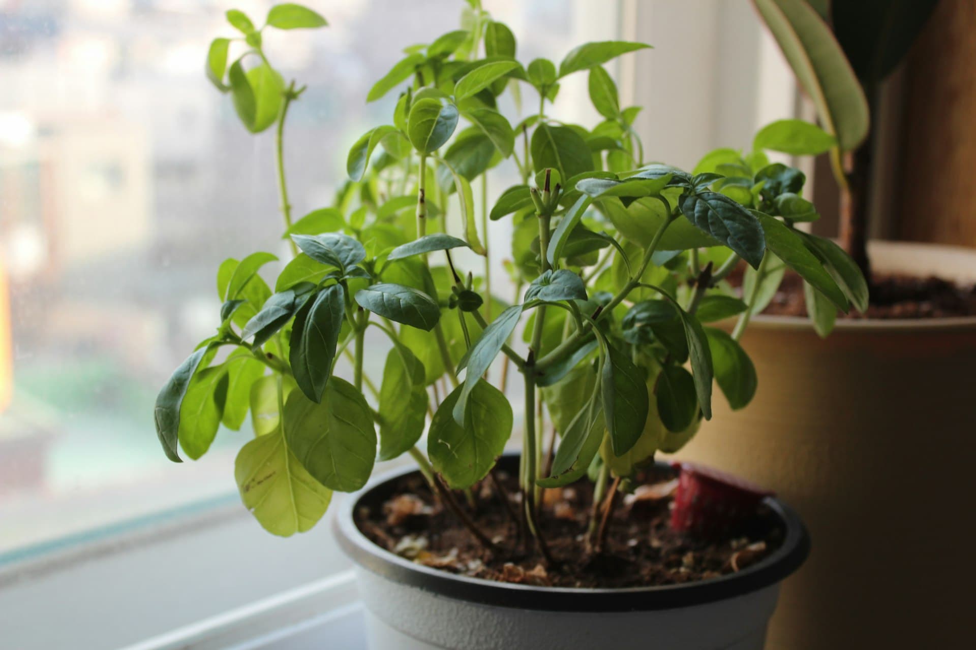 A young basil plant in a white pot on a sunny windowsill