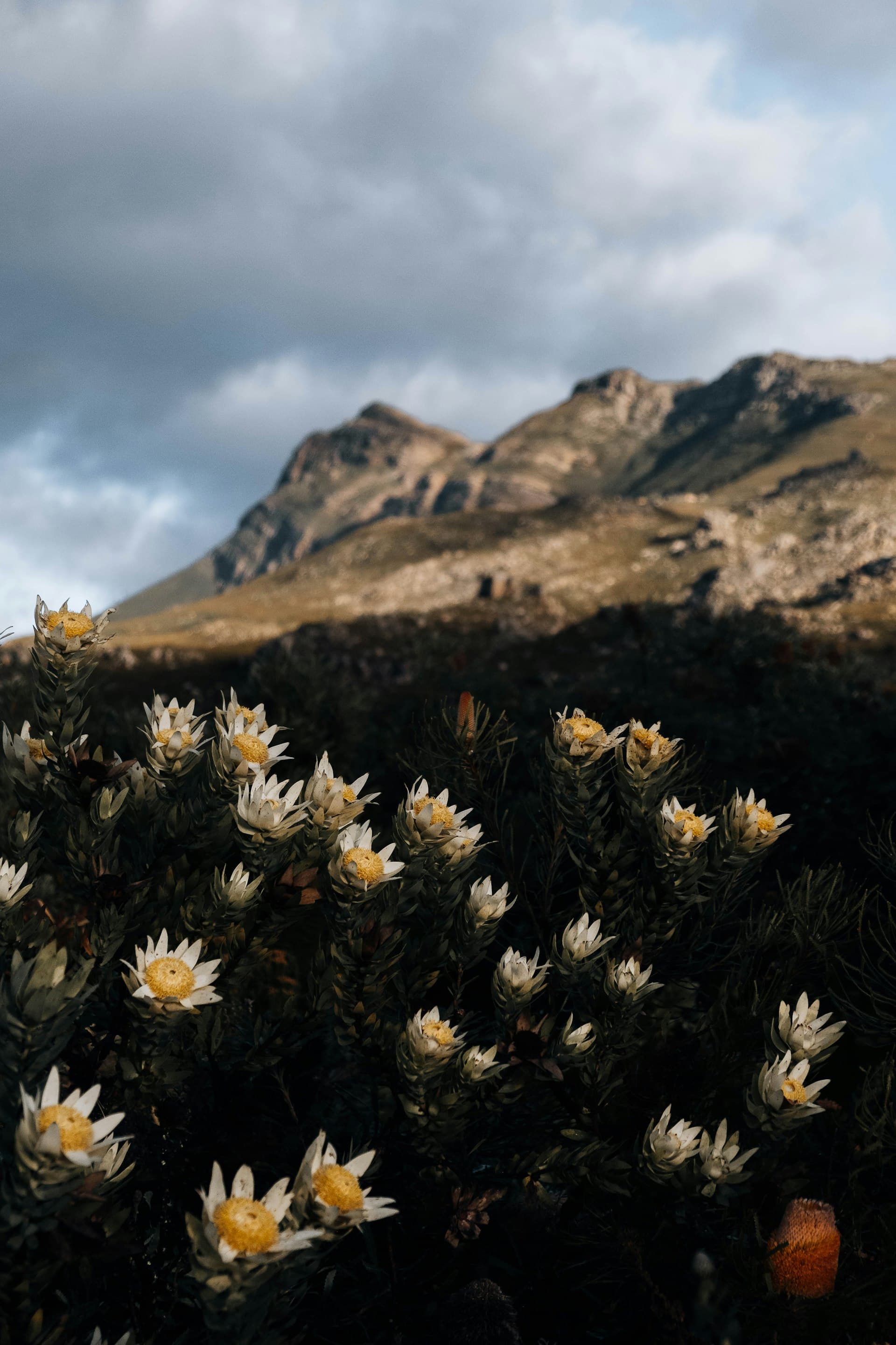 White and yellow wildflowers on a shrub in front of a rocky mountain