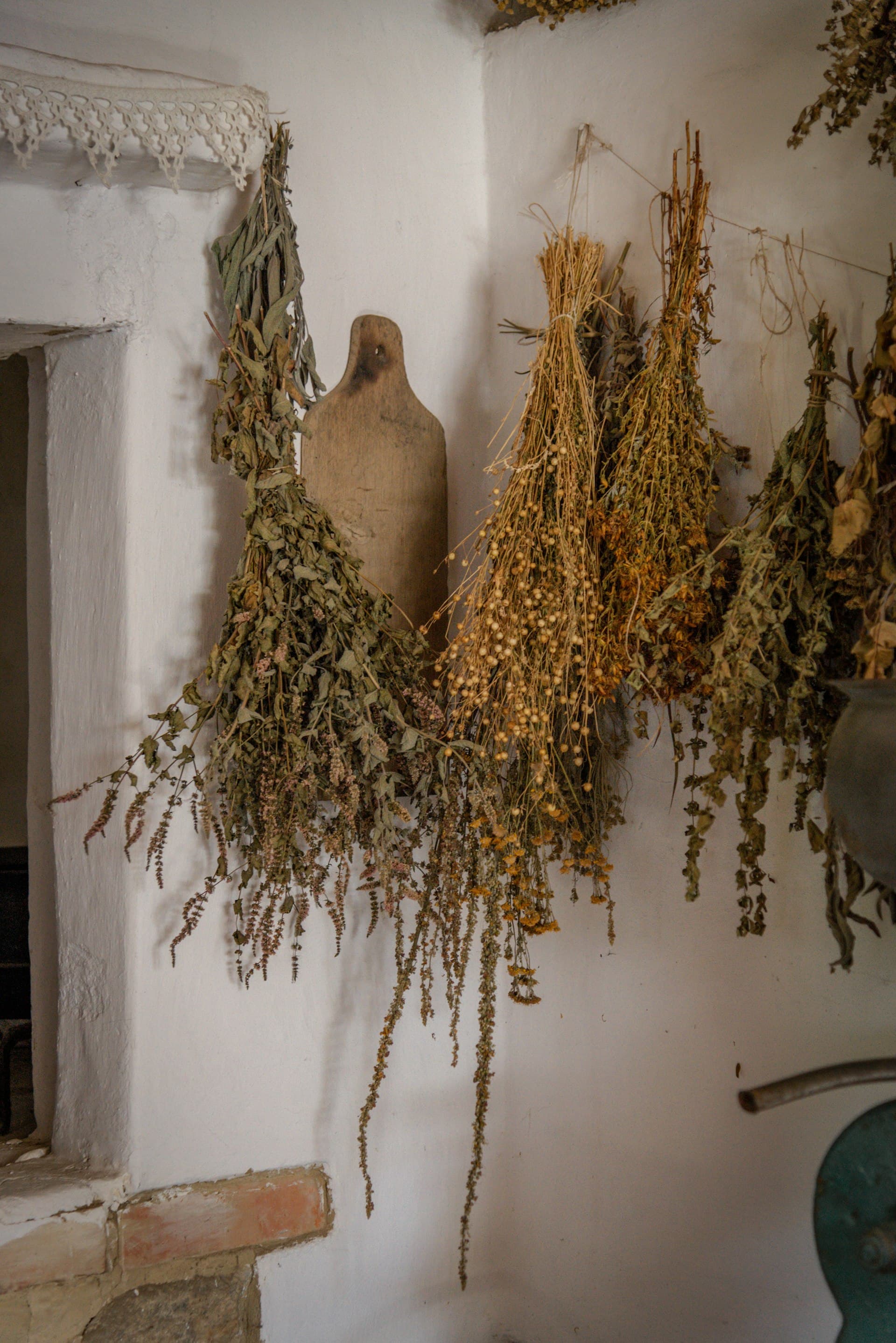 Bundles of herbs hanging to dry against a whitewashed wall